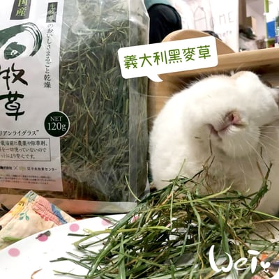 GEX旬牧草 義大利黑麥草4