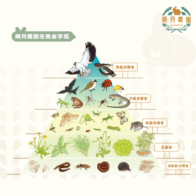 順月農園 香菜(乾燥脆脆菜)5