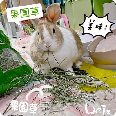 美國Rabbit Hole Hay兔子洞 果園草1