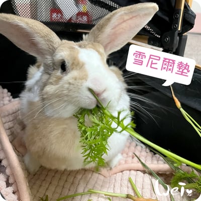 毛巾觸感-加厚吸水大顆粒雪尼爾墊2