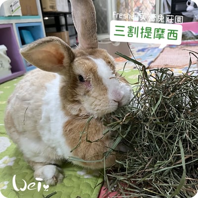 Freshay芙蕾兔莊園 三割提摩西2