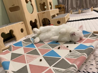 兔子私房住宿 - Cony和嘟嘟家 (新竹)5