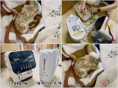 【新北板橋-租借】寵物用攜帶式氧氣機 / 製氧機 說明頁 (長短期租賃) (車充、電池)13