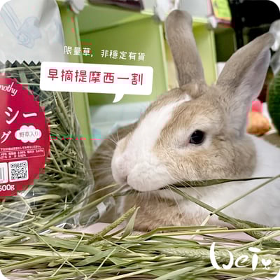 WOOLY高原的早摘提摩西一割(本次貨櫃未到)2