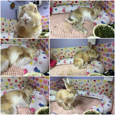 老病癱瘓兔專用靠枕 - 拐杖躺、兔U枕  (手作特製斜躺感月亮枕)4