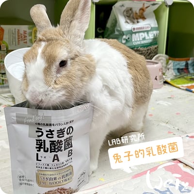 WOOLY 兔子的乳酸菌 LAB研究所4