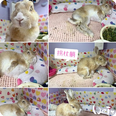 老病癱瘓兔專用靠枕 - 拐杖躺、兔U枕  (手作特製斜躺感月亮枕)5