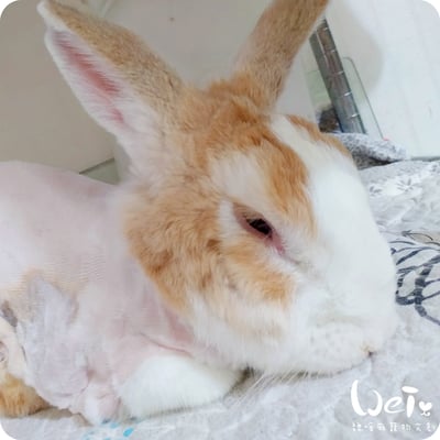 私房剃毛師 - A米 (永和)1