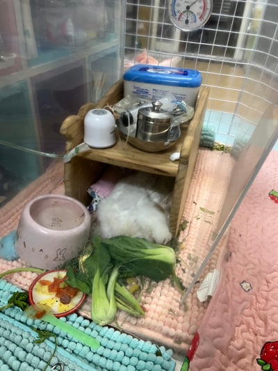 已被租完無現貨【新北板橋-租借】寵物用氧氣機 / 製氧機 說明 (長短期租賃)21