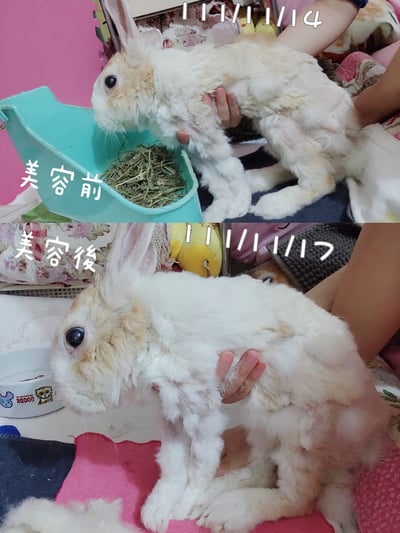 私房剃毛師 - A米 (永和)8