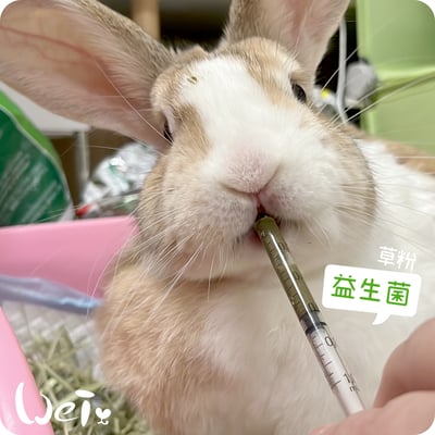 好可愛星球Lovely Planet天竺鼠益生菌 藍莓12