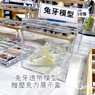 兔牙透明模型  (贈透明壓克力盒)1