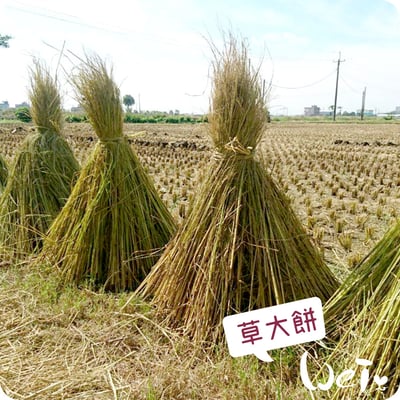 台灣草大餅/草小餅 (嘉義農夫純手工編織)7