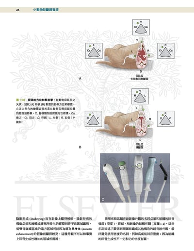 《書》小動物診斷超音波 第三版 (上冊+下冊)3