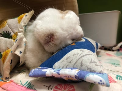 手作 - 我就靠你了! 透氣舒壓靠枕/枕頭18