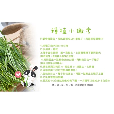 小麥草 / 貓草種子 (單賣)15