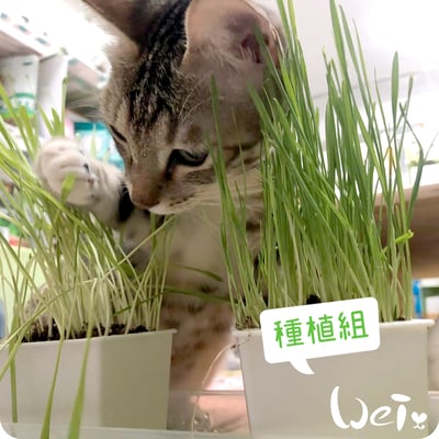 小麥草 / 貓草種子套餐組9