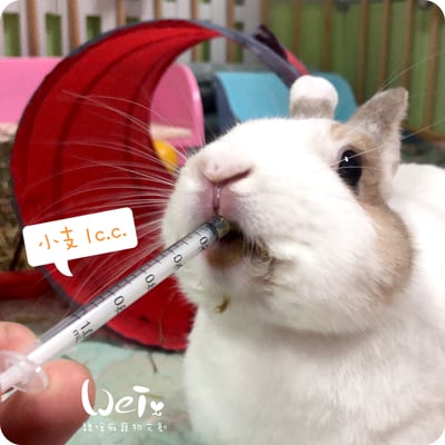 1ml / 1cc 寵物用灌食器/餵食器1