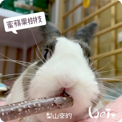 梨山 蜜蘋果樹枝6