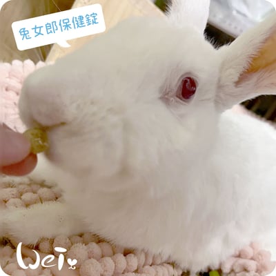 兔女郎點心吧 日常綜合保健錠8