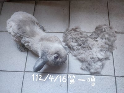 私房剃毛師 - A米 (永和)2