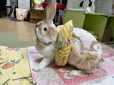 客製手作接單 - 兔U枕  to you ，可拆式黏貼輔助彎枕 (老兔天竺鼠/癱瘓/關節行動不便)U型枕/月亮枕6