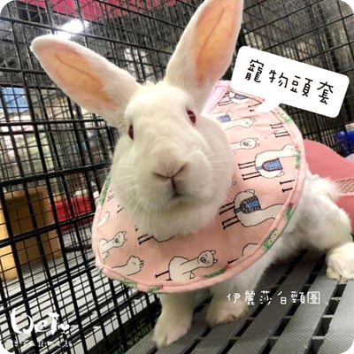 手作 - 寵物頭套/伊麗莎白頸圈/雷達 ( 結紮、術後、防舔咬、保護傷口用途)10