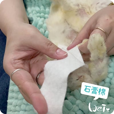 (包紮)2吋 石膏棉捲 (未滅菌) / 寵物手腳、胼胝足底炎、食道餵管包紮4