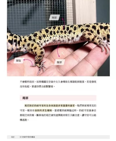 《書》豹紋守宮完全飼養指南：從挑選品系、底材、布置住家、餵食、互動、脫皮、斷尾、繁殖和健康照護全面掌握7