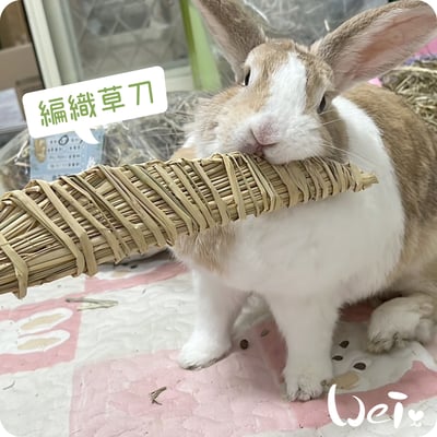 台灣草刀 (嘉義農夫純手工編織)7