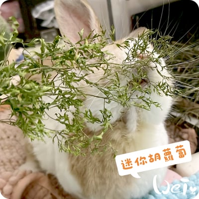 整株的乾燥迷你胡蘿蔔(紅蘿蔔)3