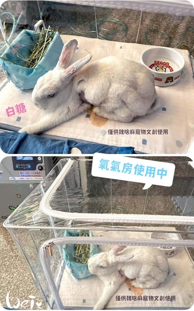 110L折疊全透明寵物氧氣箱-吸氧箱/噴霧箱/霧化箱(限宅配or板橋自取)23