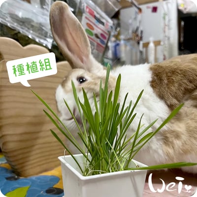 小麥草 / 貓草種子套餐組12