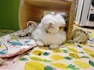 手作 - 我就靠你了! 透氣舒壓靠枕/枕頭13