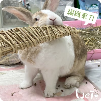 台灣草刀 (嘉義農夫純手工編織)6