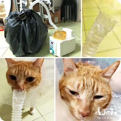 【寵物用超音波噴霧使用經驗分享】(京華超音波kun-868)(帕基艾兒)(普元)(舒摩v-15)7