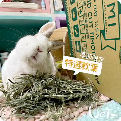 摩米MOMI 季節限定特選軟葉提摩西7