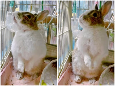 【氧氣機 / 氧氣鋼瓶配件】6米2米氧氣延長管/連接頭/小動物接氧配件管組/兒童面罩/聖誕樹接頭19