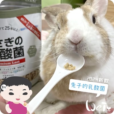 WOOLY 兔子的乳酸菌3