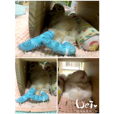 兔腳包紮分享  (胼胝、退化、骨頭關節炎、腫瘤等需要)4