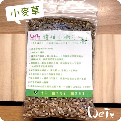 小麥草 / 貓草種子套餐組8