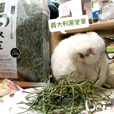 GEX旬牧草 義大利黑麥草5