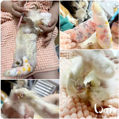 兔腳包紮分享  (胼胝、退化、骨頭關節炎、腫瘤等需要)5