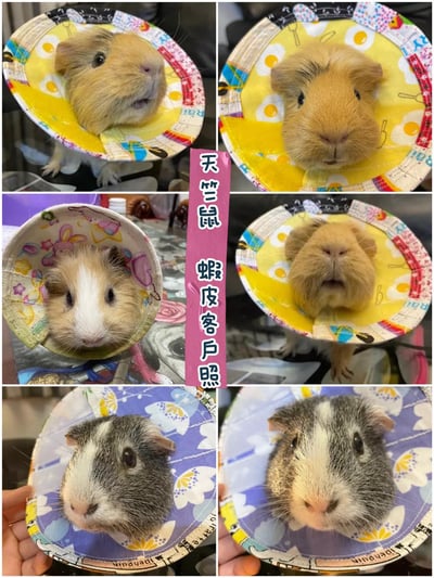 手作 - 寵物頭套/伊麗莎白頸圈/雷達 ( 結紮、術後、防舔咬、保護傷口用途)4