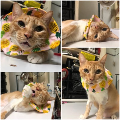 手作 - 寵物圍兜兜/紗布口水巾/軟頭套/老病照護灌食餵藥14