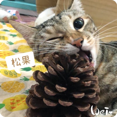 咬咬松果(毬果)4