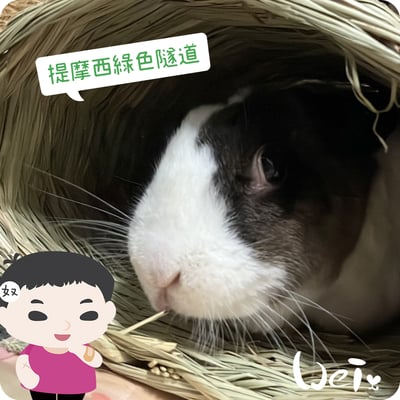 OXBOW提摩西綠色隧道6