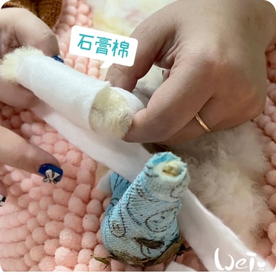 (包紮)2吋 石膏棉捲 (未滅菌) / 寵物手腳、胼胝足底炎、食道餵管包紮8