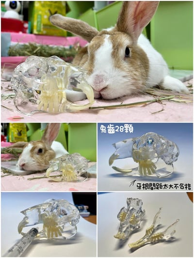 兔牙透明模型  (贈透明壓克力盒)3