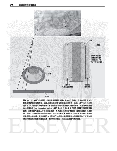 《書》犬貓放射解剖學圖譜(2版)3